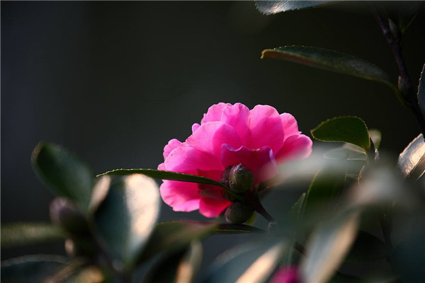 如何使山茶花在圣誕節(jié)開花