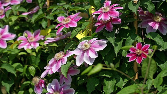 鐵線蓮怎樣才能多開花