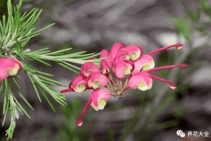 Grevillearosmarinifolia