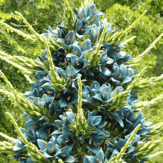 高山龍舌鳳梨Puyaalpestris