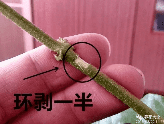 制作環(huán)剝