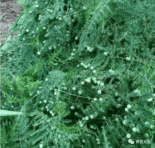 文竹怎么養(yǎng)才能開花結(jié)果