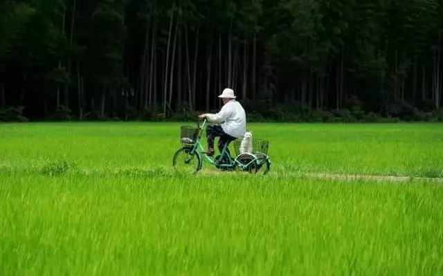 春天來了， 騎單車帶你去看看田野。