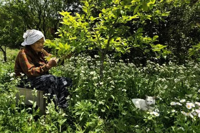 它們的故事里， 不只有奶奶和福丸。 她們走過的每一條路， 一起乘過涼每一棵樹、 還有一起摘過的果實， 都是他們故事的一部分。