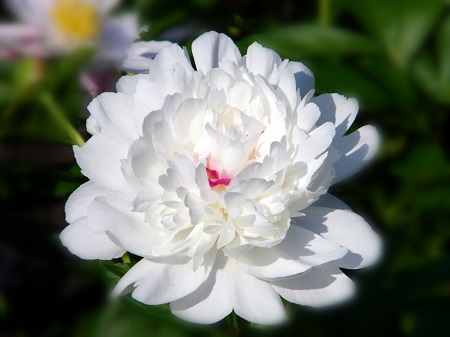 芍藥的基本特點