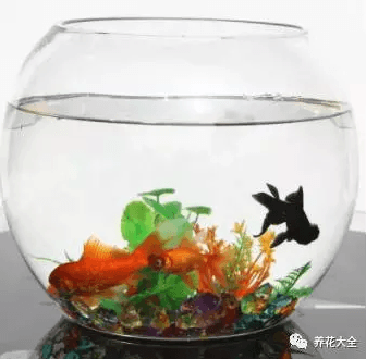 魚缸水