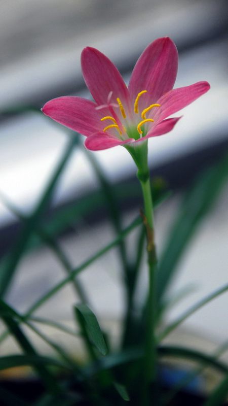 促進(jìn)韭菜蓮開花的小妙招