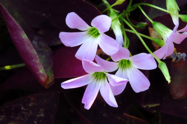 觀果植物冬季怎么養(yǎng)護