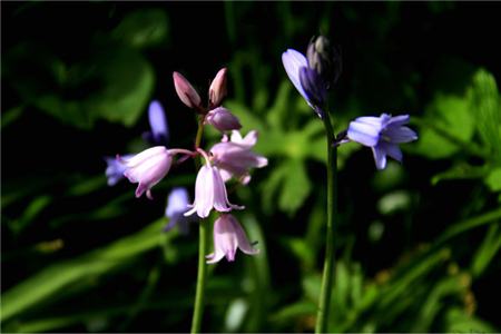 藍(lán)鈴花