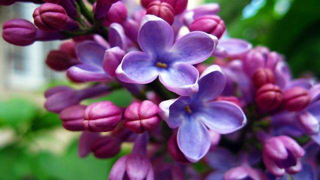 風信子開花后怎么處理