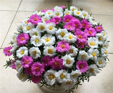 太陽(yáng)花