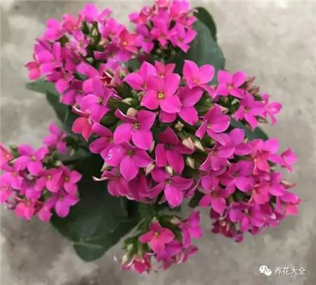 長(zhǎng)壽花