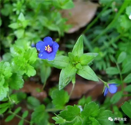 藍(lán)花琉璃繁縷