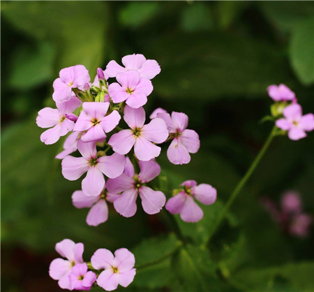 藍(lán)香芥