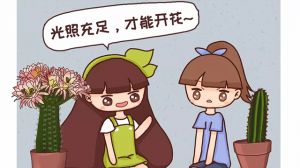 他家的仙人球開花100朵，你家的還在裝死？到底為啥？