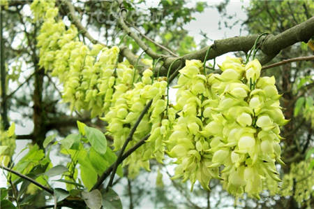 禾雀花開(kāi)花圖片欣賞