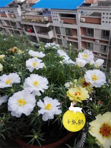 太陽(yáng)花