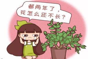 多肉君子蘭…長太慢？隨手撒點它，立馬瘋長爆盆！