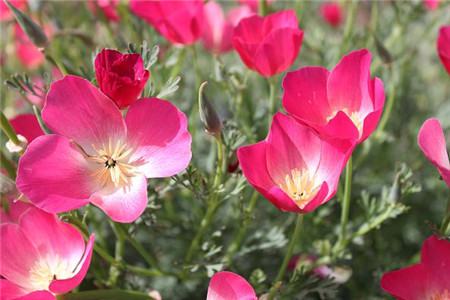 花菱草開(kāi)花欣賞