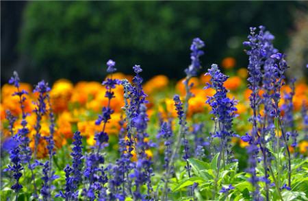 藍(lán)花鼠尾草開花欣賞