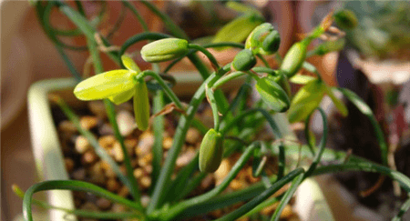 彈簧草開(kāi)花圖片欣賞