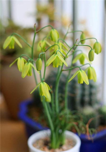 彈簧草開(kāi)花圖片欣賞