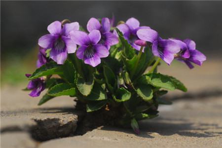 紫花地丁開花欣賞