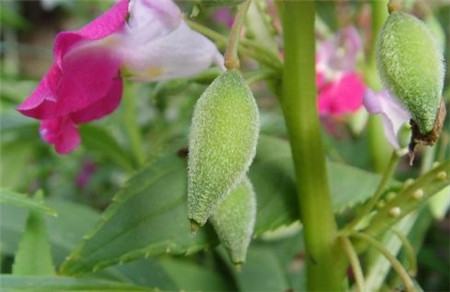 鳳仙花的花期