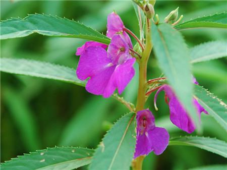 鳳仙花開花欣賞