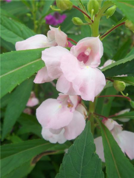 鳳仙花開花欣賞