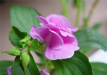 鳳仙花開花欣賞