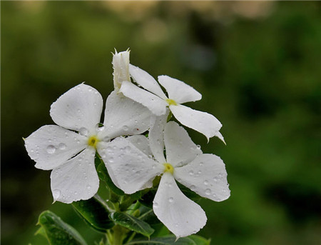 長春花開花欣賞