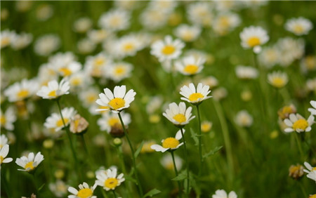 白晶菊開(kāi)花形態(tài)