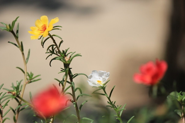 半枝蓮什么時候播種和開花