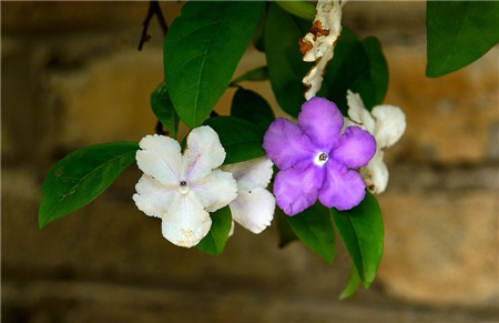 雙色茉莉開花圖片欣賞