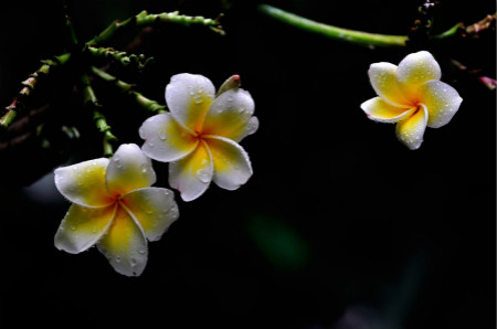 雞蛋花