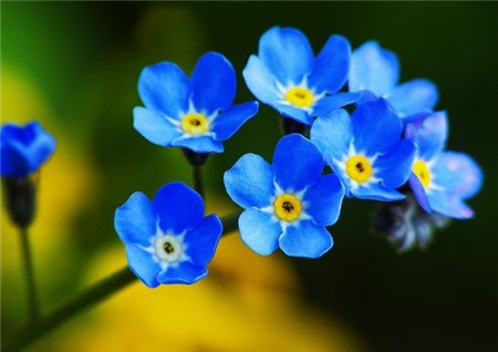 勿忘我開(kāi)花圖片欣賞