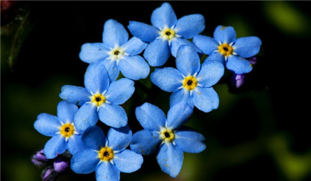 勿忘我開(kāi)花圖片欣賞