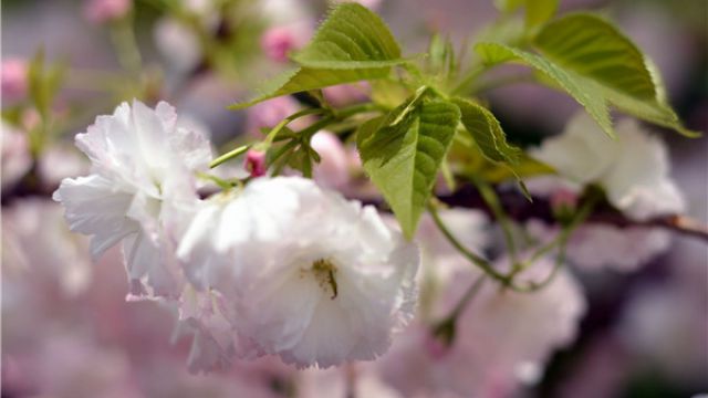 日本早櫻和晚櫻該如何區(qū)別