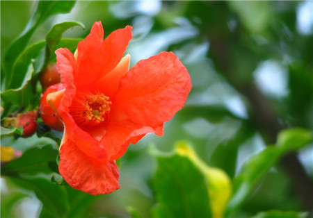 石榴花開(kāi)花圖片欣賞