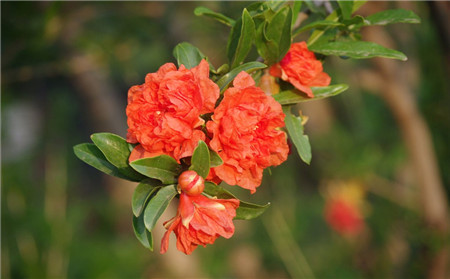 石榴花開(kāi)花圖片欣賞