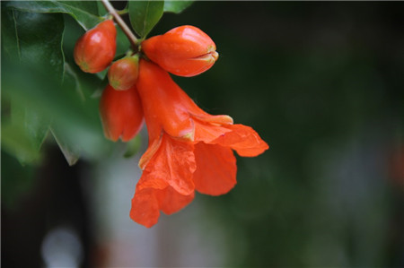 石榴花開(kāi)花圖片欣賞