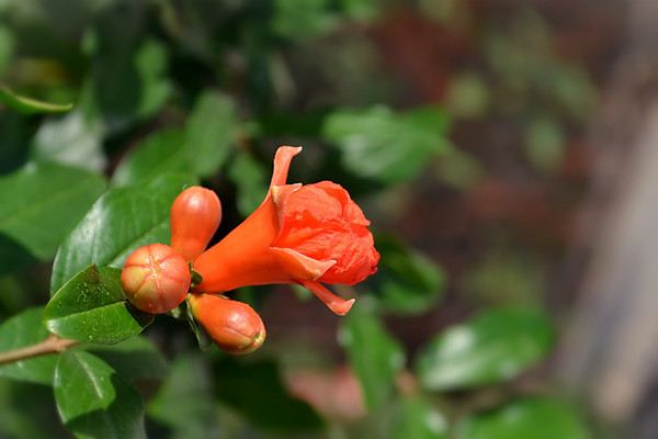 石榴花什么時(shí)候開(kāi)花