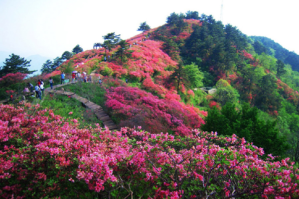 杜鵑花幾天澆一次水