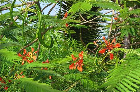 鳳凰木開花圖片欣賞