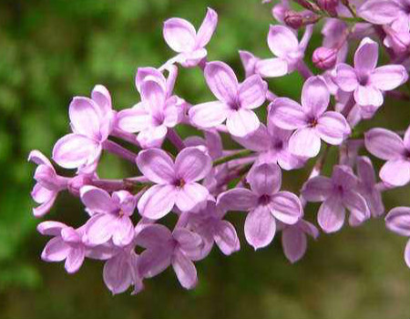 丁香花種子種植所需環(huán)境條件