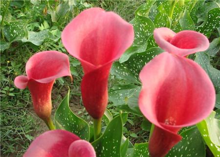 馬蹄蓮開(kāi)花圖片欣賞