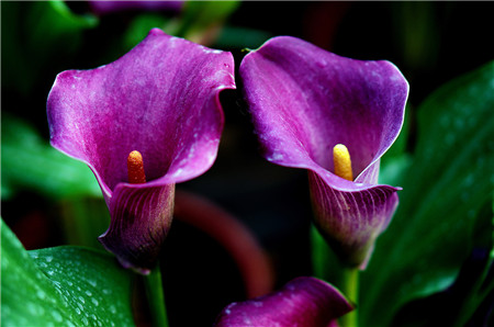 馬蹄蓮開(kāi)花圖片欣賞