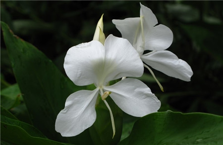 姜花的開(kāi)花形態(tài)