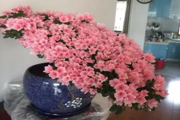 100年的杜鵑開(kāi)花千朵，15年的三角梅8層樓高，咋養(yǎng)的？